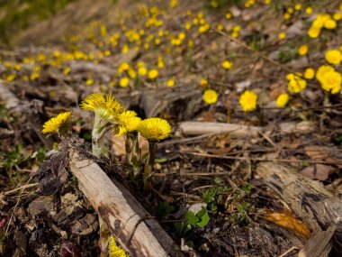 Nisan 'ın ilk bahar çiçekleri, kapatın.