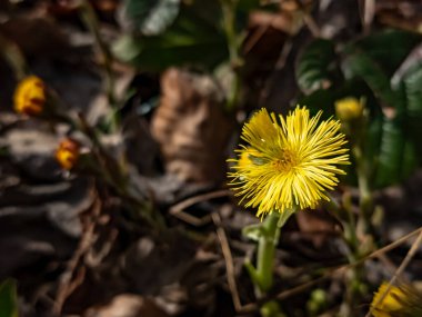 Ormanda güzel sarı çiçekler
