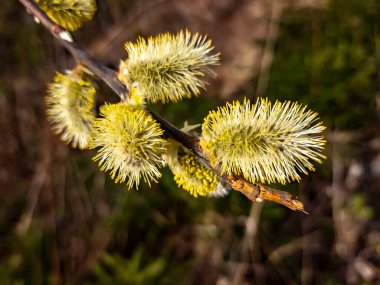 Güzel botanik fotoğrafı, doğal duvar kağıdı.