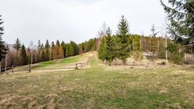 Ormanda güzel bir ahşap çit manzarası.