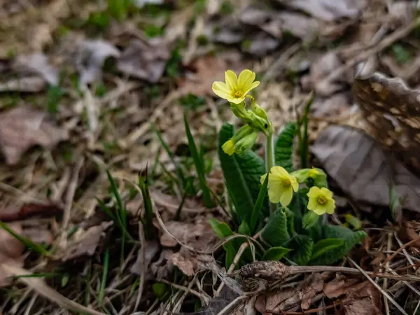 Žlutý Květ Primuly Lese — Stock fotografie