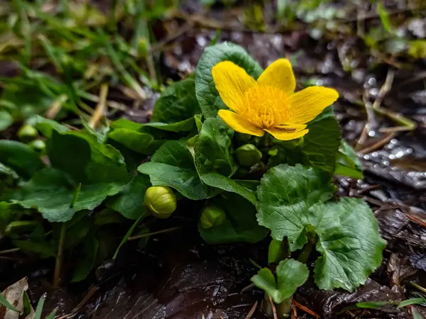 Yeşil Yapraklı Sarı Çiçek Yağmur Damlaları — Stok fotoğraf