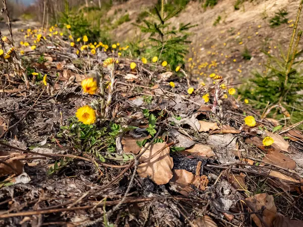 Topraktaki Sarı Kahverengi Çiçekler — Stok fotoğraf