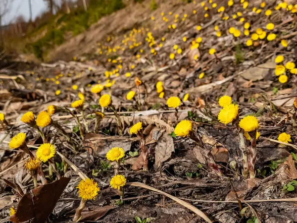 Yerdeki Sarı Çiçekler — Stok fotoğraf