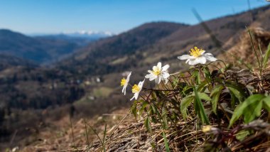 Ormanda beyaz çiçekler