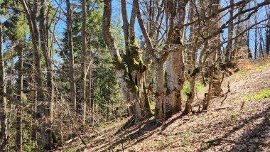 Güneşli bir günde, ormanda bir ağacın güzel bir görüntüsü.