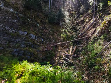 Ormanda bir ağaç olan dağ manzarası