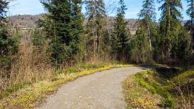 Ormanlı güzel dağ manzarası, güneşli bir gün, mavi gökyüzü, yeşil orman ve ağaçlar.