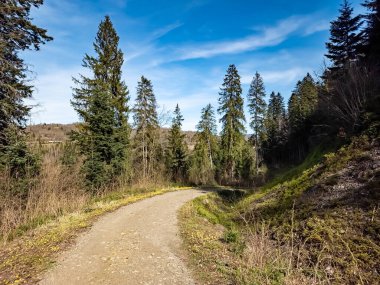 Ormanın güzel manzarası