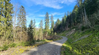 Ormanda yol