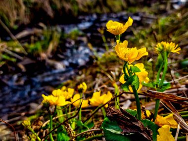 Ormanda güzel çiçekler