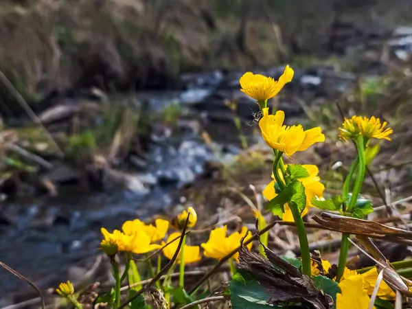 Ormanda Sarı Çiçek — Stok fotoğraf