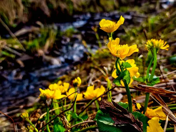 Ormanda Güzel Çiçekler — Stok fotoğraf