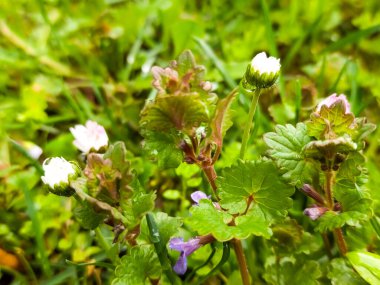 Güzel çiçek atış kapatın