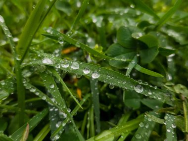 Bahçedeki çimlere çiy damlaları düşer..