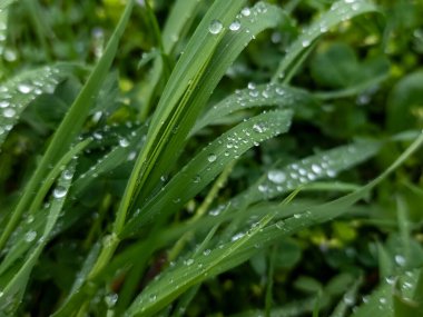 Çiyli yeşil çimen