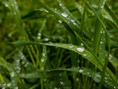 Yeşil yapraklara yağmur damlaları, yakın plan, doğal arkaplan.