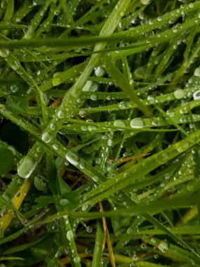 Çiyli yeşil çimen