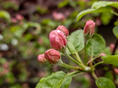 bahçede büyüyen güzel kırmızı çiçekler.
