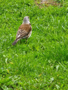 Otların arasında bir kuş