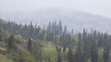 Dağları ve ağaçları olan güzel bir manzara.