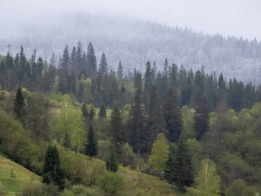Karpatlar 'daki ormanın manzarası