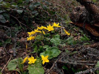 Ormanda sarı çiçekler