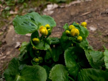Bahçedeki bir çiçeğe yaklaş