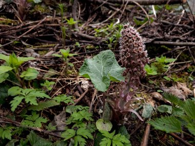 Ormanda yetişen yabani sarımsak.