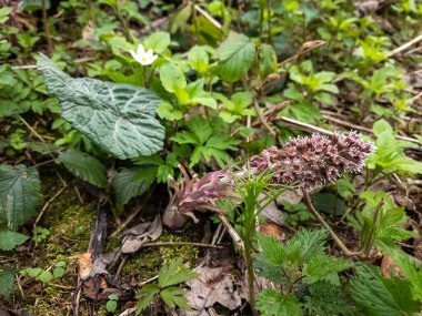Ormanda yabani çiçekler