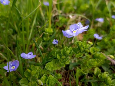 Bahçedeki mavi çiçek
