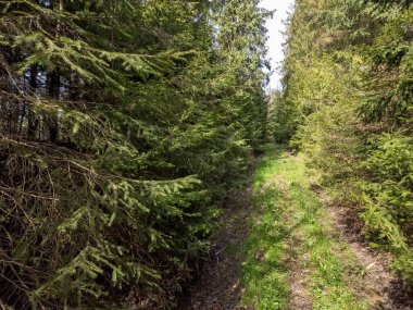 Karpat Dağları 'ndaki güzel orman.