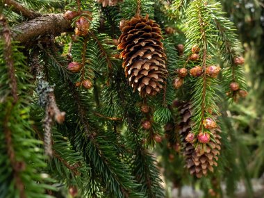 Ladin ağacının arka planında iğneler olan yeşil ladin dalı