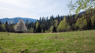 Çayırın ortasında ağaçlar ve çimler olan güzel bir çekim.