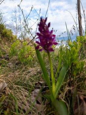 İlkbaharda yeşil arka planda mor iris çiçeği.