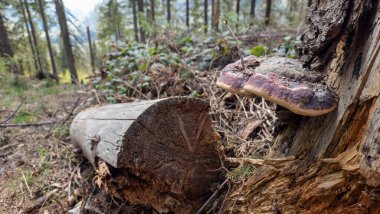 Ormanda mantar. Ormandaki mantar