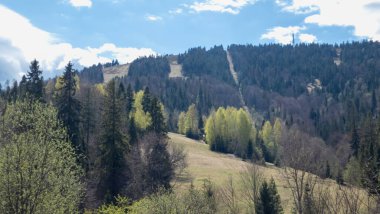 Bulutlu bir gökyüzünün altındaki bir dağ ormanındaki ağaçların dikey görüntüsü.