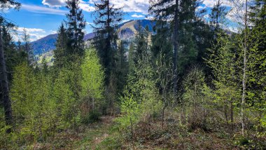 Yazın İsviçre ormanlarında yürüyüş yapmak güzel İsviçre Alplerinde, to entogengengengenen, İsviçre, Genwald