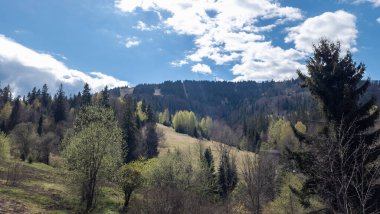 Bahar, yatay, yeşil çim ve ağaçların