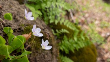 Ağaç dalında yapraklı beyaz çiçeklerin seçici odak noktası.