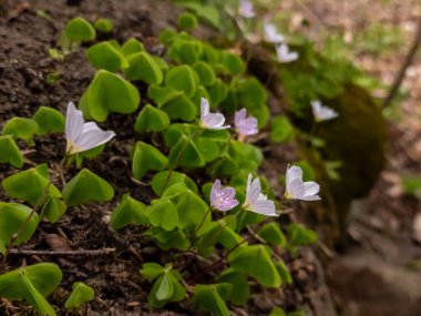 Ormandaki ilk çiçekler, bahar çiçekleri.