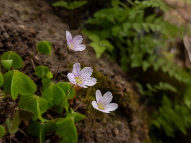 Bahçedeki güzel çiçekler