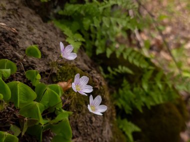 Ormanda yetişen küçük beyaz şakayık çiçeklerinin seçici odak noktası.