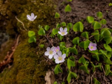 Bahar çiçekleri toprakta çiçek açıyor.