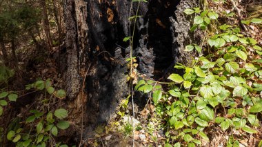 ağaç kabuğu dokusu, arkaplan, kapat