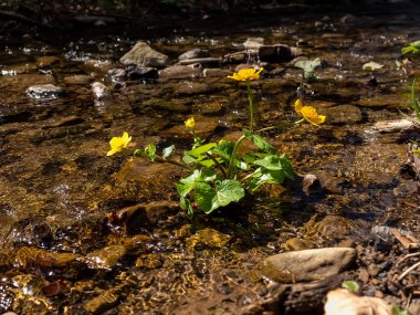Bahçedeki güzel çiçekler