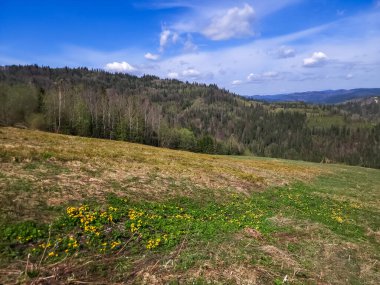 Karpatlar 'da bahar manzarası