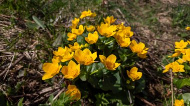 Ormanda sarı çiçekler