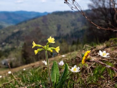 Ormanda güzel çiçekler