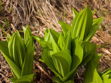 bahçede bahar yeşil yaprakları